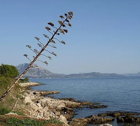 Apartament Stjepan